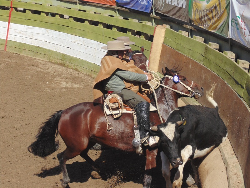 El Rodeo Tenerife Andes on line | Collera de San Felipe logró el triunfo en el rodeo ...